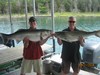(06/21/2014) - Nice Striped Bass